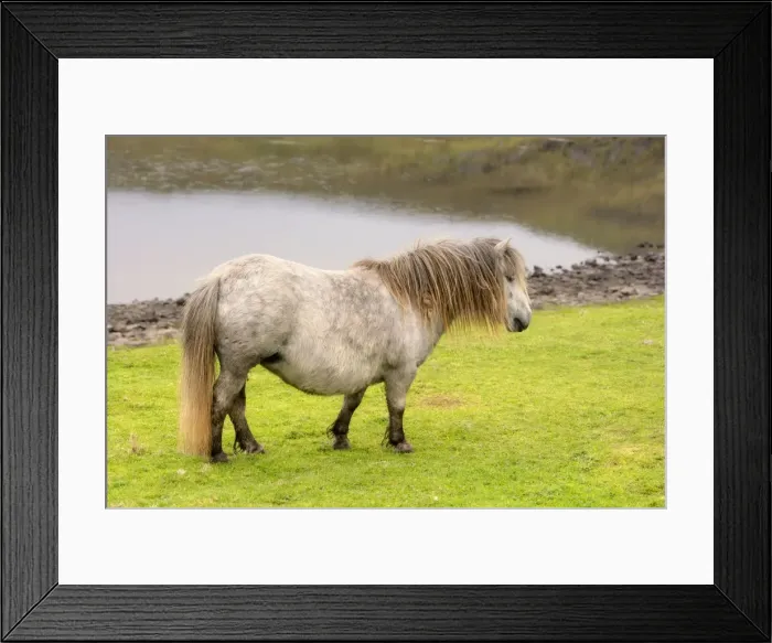 Framed Print : Shetland Pony - pale mare on pasture Central Mainland, Shetland Isles, Scotland, UK Framed Print : Shetland Pony - pale mare on pasture Central Mainland, Shetland Isles, Scotland, UK
