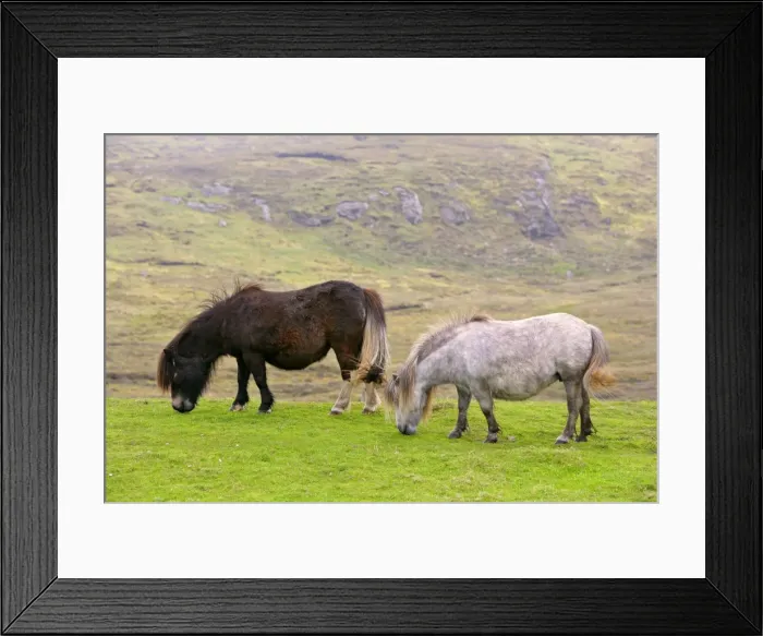 Framed Print : Piebald Shetland Pony - two adults grazing on pasture Central Mainland, Shetland Isles, Scotland, UK Framed Print : Piebald Shetland Pony - two adults grazing on pasture Central Mainland, Shetland Isles, Scotland, UK