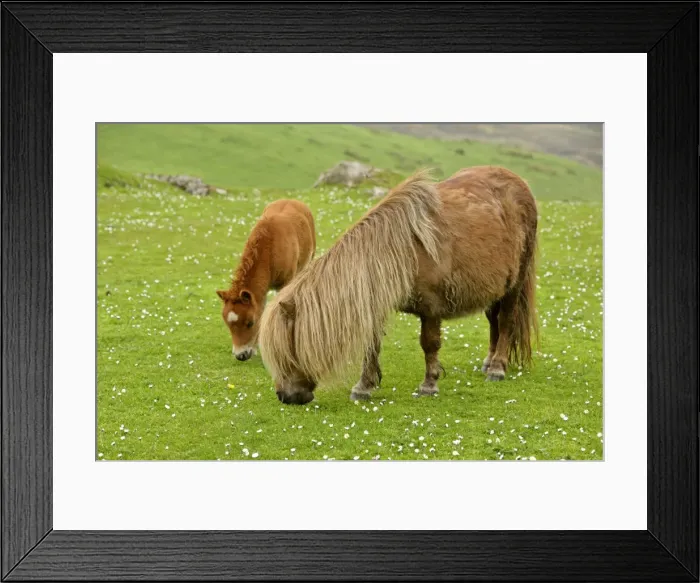 Framed Print : Skewbald Shetland Pony mare and foal grazing on pasture Central Mainland, Shetland Isles, Scotland, UK Framed Print : Skewbald Shetland Pony mare and foal grazing on pasture Central Mainland, Shetland Isles, Scotland, UK