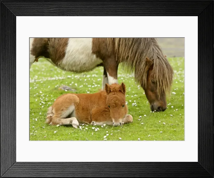 Framed Print : Skewbald Shetland Pony grazing mare with resting foal on pasture Central Mainland, Shetland Isles, Scotland, UK Framed Print : Skewbald Shetland Pony grazing mare with resting foal on pasture Central Mainland, Shetland Isles, Scotland, UK
