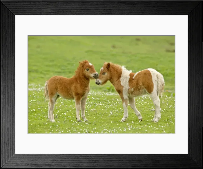 Framed Print : Skewbald Shetland Pony two foals sticking their heads together in affection Central Mainland, Shetland Isles, Scotland, UK Framed Print : Skewbald Shetland Pony two foals sticking their heads together in affection Central Mainland, Shetland Isles, Scotland, UK