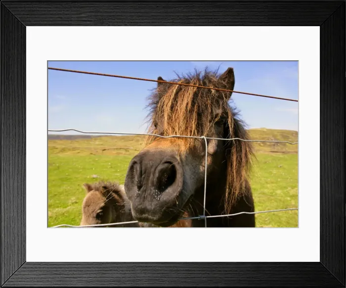 Framed Print : Skewbald Shetland Pony reaching through wire netting fence with it's mouth trying to make contact with people outside the enclosure Central Mainland, Shetland Isles, Scotland, UK