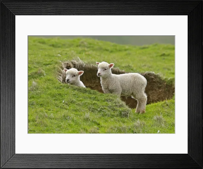 Framed Print : Sheep two cute lambs looking out from behind a depression Hermaness Nature Reserve, Unst, Shetland Isles, Scotland, UK Framed Print : Sheep two cute lambs looking out from behind a depression Hermaness Nature Reserve, Unst, Shetland Isles, Scotland, UK