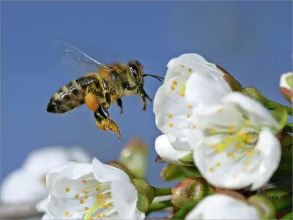 Honeybee in flight approaching cherry tree blossoms to collect pollen Baden-Wuerttemberg, Germany