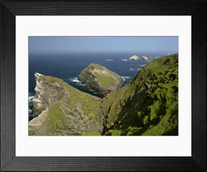 Framed Print : Coastal Scenery steep, jagged cliffs and off-shore sea stacks with Gannetries Hermaness Nature Reserve, Unst, Shetland Isles, Scotland, UK Framed Print : Coastal Scenery steep, jagged cliffs and off-shore sea stacks with Gannetries Hermaness Nature Reserve, Unst, Shetland Isles, Scotland, UK