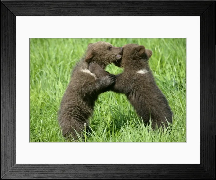 Framed Print : Brown Bear two cubs playing and brawling on hind legs Bavaria, Germany Framed Print : Brown Bear two cubs playing and brawling on hind legs Bavaria, Germany