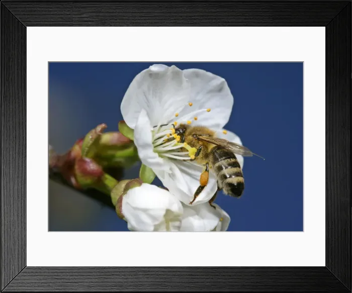 Framed Print : Honeybee on cherry tree blossom collecting pollen Baden-Wuerttemberg, Germany Framed Print : Honeybee on cherry tree blossom collecting pollen Baden-Wuerttemberg, Germany