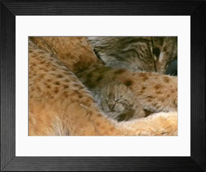 Framed Print : Lynx female adult with newborn kitten snuggling in mother's lap Bavaria, Germany Framed Print : Lynx female adult with newborn kitten snuggling in mother's lap Bavaria, Germany