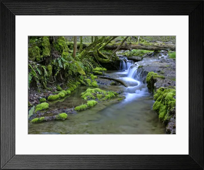 Framed Print : brook in forest river bed in primeval forest with moss covered sinter deposits, trees and roots Baden-Wuerttemberg, Germany Framed Print : brook in forest river bed in primeval forest with moss covered sinter deposits, trees and roots Baden-Wuerttemberg, Germany