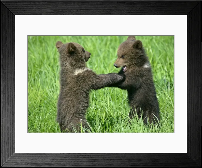 Framed Print : Brown Bear two cubs playing and brawling standing on hind legs Bavaria, Germany Framed Print : Brown Bear two cubs playing and brawling standing on hind legs Bavaria, Germany