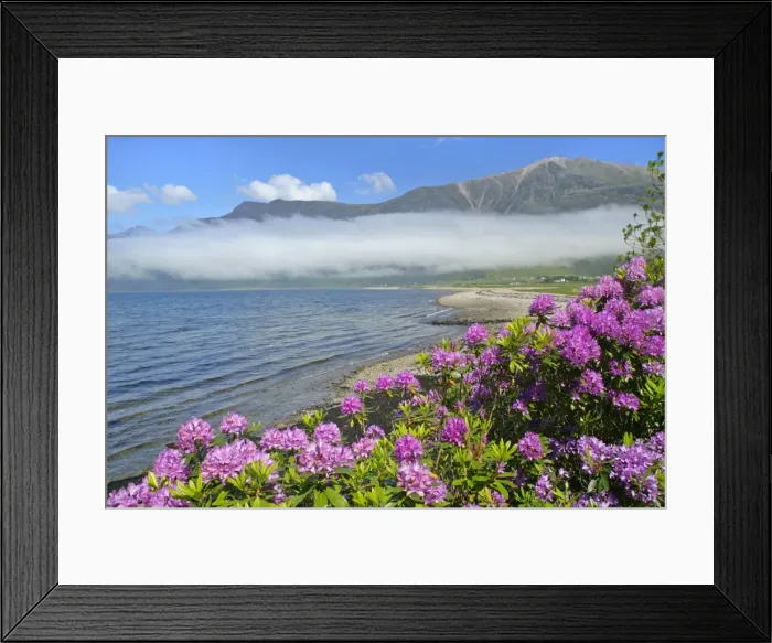 Framed Print : morning fog over Loch Torridon and Torridon mountains in spring with blooming rhododendron along the coastline Loch Torridon, Western Highlands, Scotland, UK Framed Print : morning fog over Loch Torridon and Torridon mountains in spring with blooming rhododendron along the coastline Loch Torridon, Western Highlands, Scotland, UK