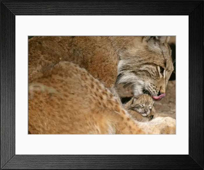 Framed Print : Lynx female adult cleaning newborn kitten with tongue Bavaria, Germany Framed Print : Lynx female adult cleaning newborn kitten with tongue Bavaria, Germany