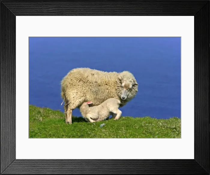 Framed Print : Sheep mother suckling her young Hermaness Nature Reserve, Unst, Shetland Isles, Scotland, UK Framed Print : Sheep mother suckling her young Hermaness Nature Reserve, Unst, Shetland Isles, Scotland, UK