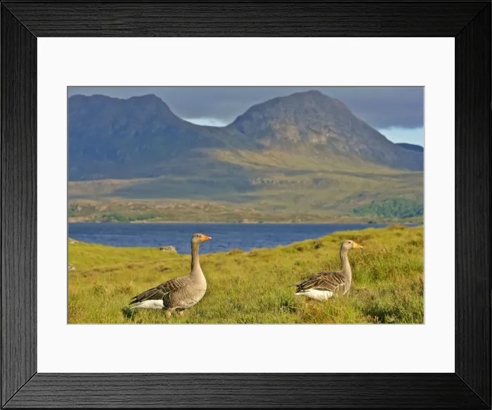 Framed Print : Greylag Goose two adults in front of lake and mountains Western Highlands, Scotland, UK Framed Print : Greylag Goose two adults in front of lake and mountains Western Highlands, Scotland, UK