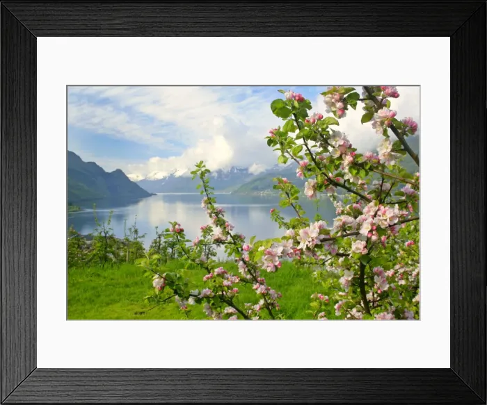 Framed Print : Mountain scenery stunning view of snow-covered mountains, fjord and flowering apple trees in spring Lofthus, Sognefjord, Westnorway, Norway Framed Print : Mountain scenery stunning view of snow-covered mountains, fjord and flowering apple trees in spring Lofthus, Sognefjord, Westnorway, Norway