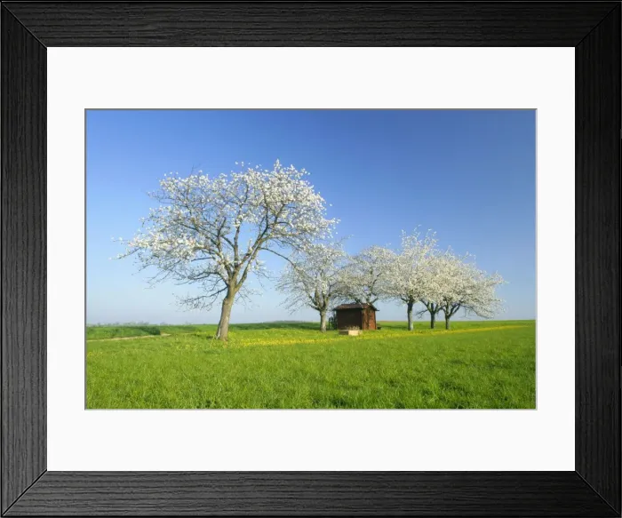 Framed Print : Cherry trees small cabin on a meadow with flowering cherry trees and dandelions in spring Baden-Wuerttemberg, Germany Framed Print : Cherry trees small cabin on a meadow with flowering cherry trees and dandelions in spring Baden-Wuerttemberg, Germany