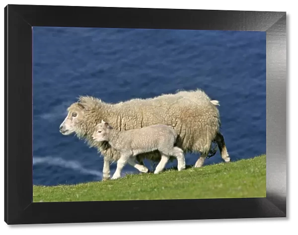 Sheep mother sheep and cute lamb strolling along cliff edge Hermaness Nature Reserve, Unst, Shetland Isles, Scotland, UK