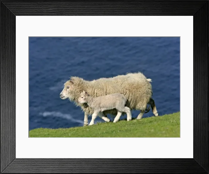 Framed Print : Sheep mother sheep and cute lamb strolling along cliff edge Hermaness Nature Reserve, Unst, Shetland Isles, Scotland, UK Framed Print : Sheep mother sheep and cute lamb strolling along cliff edge Hermaness Nature Reserve, Unst, Shetland Isles, Scotland, UK