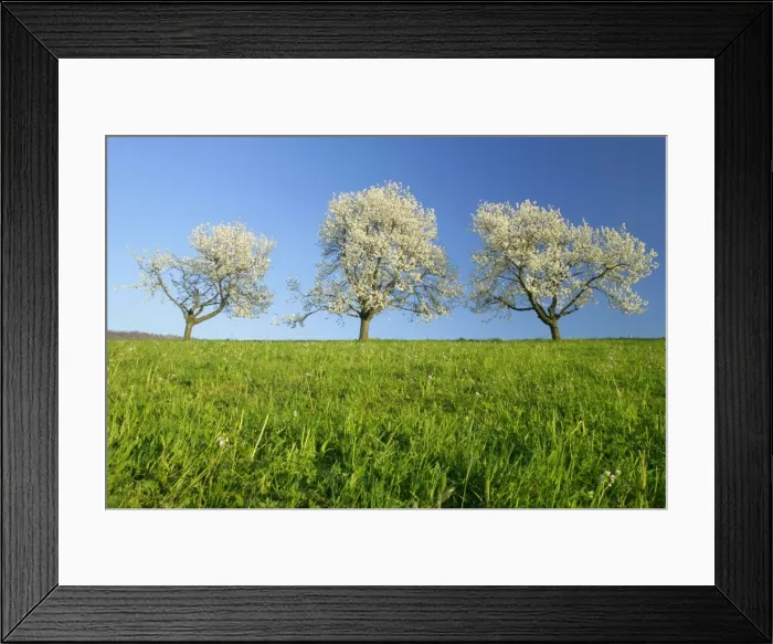 Framed Print : Cherry trees three flowering cherry trees in a row against blue sky in early spring Baden-Wuerttemberg, Germany