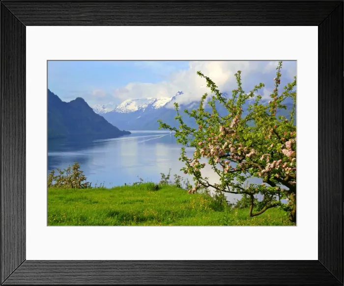 Framed Print : Mountain scenery stunning view of snow-covered mountains, fjord and flowering apple trees in spring Lofthus, Sognefjord, Westnorway, Norway Framed Print : Mountain scenery stunning view of snow-covered mountains, fjord and flowering apple trees in spring Lofthus, Sognefjord, Westnorway, Norway