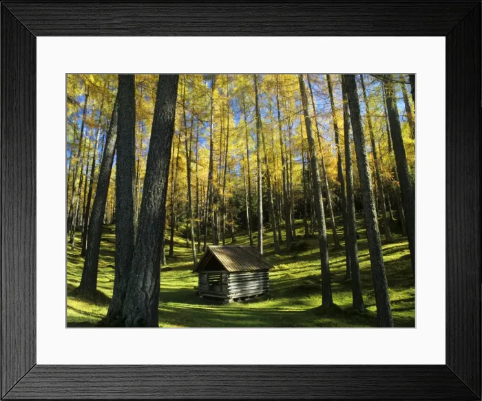Framed Print : Larch forest in autumn with bright yellow coloured needles and small haystack Plateau of Mieming, Alps, Tyrol, Austria Framed Print : Larch forest in autumn with bright yellow coloured needles and small haystack Plateau of Mieming, Alps, Tyrol, Austria