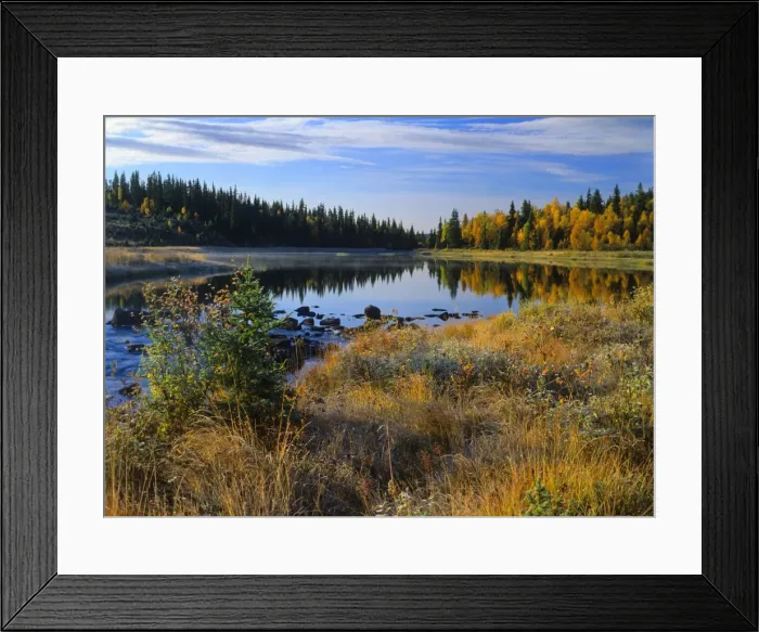 Framed Print : autumn idyll birch forest in colouful autumn foliage mirrored in lake on a crisp morning in autumn Golfjellet, Gol, Buskerud, Norway Framed Print : autumn idyll birch forest in colouful autumn foliage mirrored in lake on a crisp morning in autumn Golfjellet, Gol, Buskerud, Norway