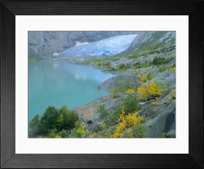 Framed Print : Glacier blue ice and glacial lake of Nigardsbreen glacier decorated with colourful turned mountain birches Nigardsbreen, Jostedalsbreen National Park, Norway Framed Print : Glacier blue ice and glacial lake of Nigardsbreen glacier decorated with colourful turned mountain birches Nigardsbreen, Jostedalsbreen National Park, Norway
