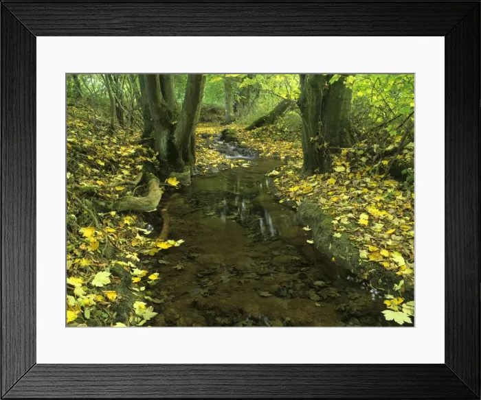 Framed Print : brook in autumn with colourful maple leaves fallen along the riversides Baden-Wuerttemberg, Germany Framed Print : brook in autumn with colourful maple leaves fallen along the riversides Baden-Wuerttemberg, Germany