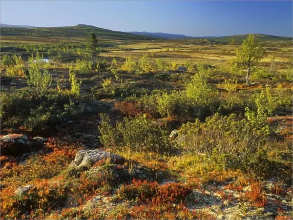 Autumn tundra mountain scenery with colourful turned tundra vegetation and mountain birches Venabygdfjell, near Rondane National Park, Norway