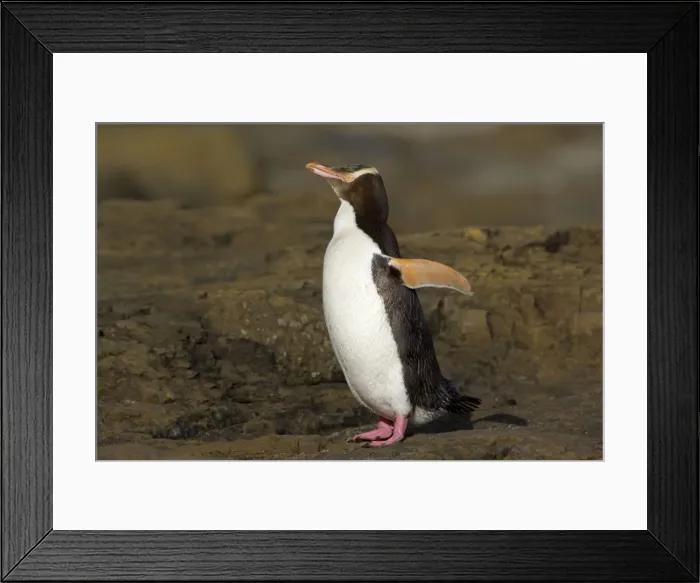Framed Print : Yellow-eyed Penguin- adult flapping and drying its wings before feeding its young which is hidden in the coastal vegetation Curio Bay, Catlins, South Island, New Zealand Framed Print : Yellow-eyed Penguin- adult flapping and drying its wings before feeding its young which is hidden in the coastal vegetation Curio Bay, Catlins, South Island, New Zealand