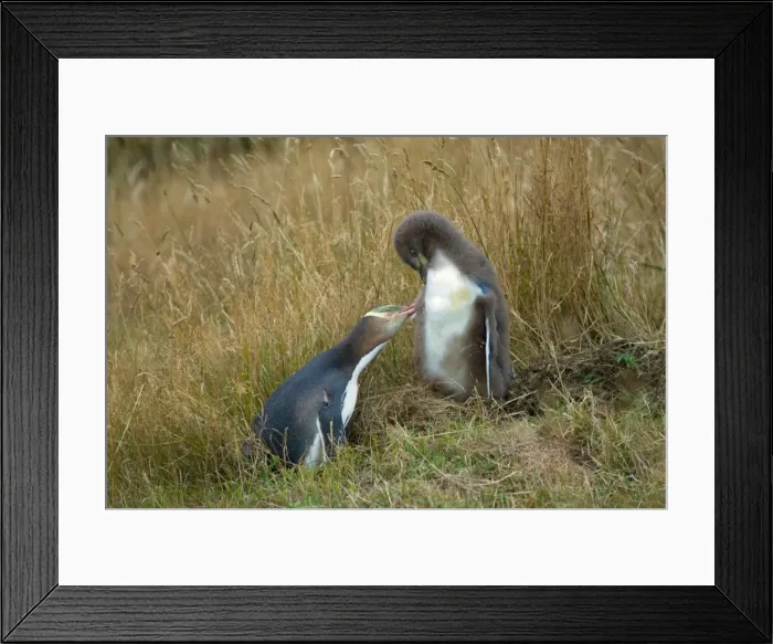 Framed Print : Yellow-eyed Penguin - adult and chick interacting by adult caring for its chick's plumage Otago Peninsula, South Island, New Zealand Framed Print : Yellow-eyed Penguin - adult and chick interacting by adult caring for its chick's plumage Otago Peninsula, South Island, New Zealand
