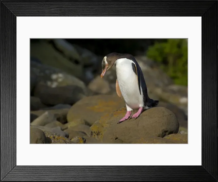 Framed Print : Yellow-eyed Penguin adult about to hop over rocks to cover the distance from the ocean to its nest hidden in the coastal vegetation Curio Bay, Catlins, South Island, New Zealand
