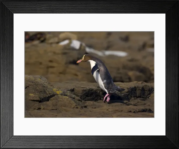 Framed Print : Yellow-eyed Penguin adult hopping over rocks to cover the distance from the ocean to its nest hidden in the coastal vegetation Curio Bay, Catlins, South Island, New Zealand Framed Print : Yellow-eyed Penguin adult hopping over rocks to cover the distance from the ocean to its nest hidden in the coastal vegetation Curio Bay, Catlins, South Island, New Zealand