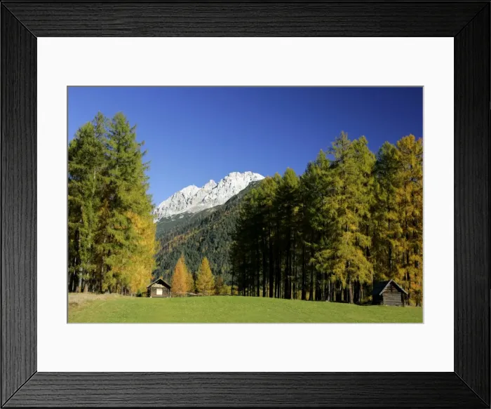 Framed Print : Mountain scenery fall coloured larches and mountains Mieminger Plateau, Alps, Austria Framed Print : Mountain scenery fall coloured larches and mountains Mieminger Plateau, Alps, Austria
