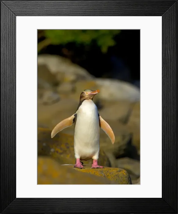 Framed Print : Yellow-eyed Penguin adult flapping and drying its wings before feeding its young which is hidden in the coastal vegetation Curio Bay, Catlins, South Island, New Zealand Framed Print : Yellow-eyed Penguin adult flapping and drying its wings before feeding its young which is hidden in the coastal vegetation Curio Bay, Catlins, South Island, New Zealand
