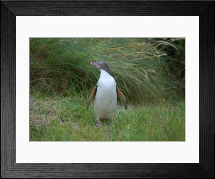 Framed Print : Yellow-eyed Penguin young adult standing amidst coastal vegetation looking around curiously Otago Peninsula, South Island, New Zealand Framed Print : Yellow-eyed Penguin young adult standing amidst coastal vegetation looking around curiously Otago Peninsula, South Island, New Zealand