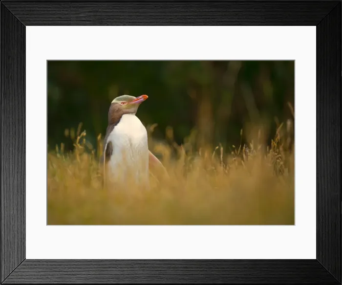 Framed Print : Yellow-eyed Penguin adult standing amidst coastal vegetation looking out Otago Peninsula, South Island, New Zealand Framed Print : Yellow-eyed Penguin adult standing amidst coastal vegetation looking out Otago Peninsula, South Island, New Zealand