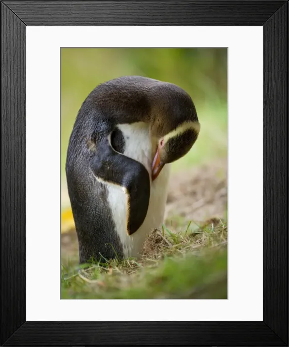 Framed Print : Yellow-eyed Penguin adult arranging and cleaning its plumage Otago Peninsula, South Island, New Zealand Framed Print : Yellow-eyed Penguin adult arranging and cleaning its plumage Otago Peninsula, South Island, New Zealand