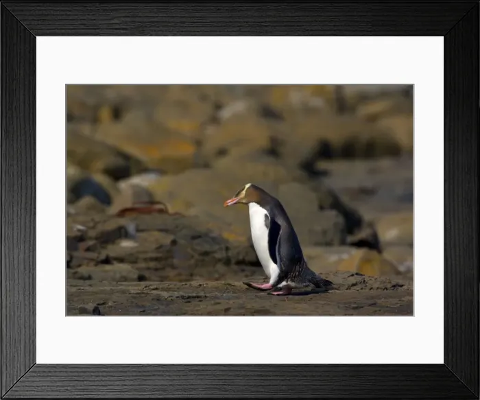 Framed Print : Yellow-eyed Penguin adult walking over rocks to cover the distance from the ocean to its nest hidden in the coastal vegetation Curio Bay, Catlins, South Island, New Zealand