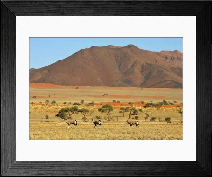 Framed Print : Oryx a herd of oryx wandering through savanna and dunes Namib Rand Nature Reserve, Namibia, Africa