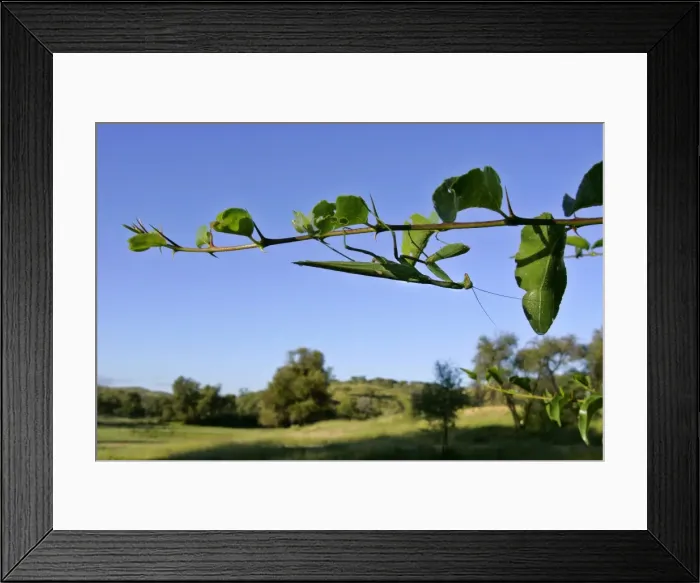 Framed Print : Praying Mantis green coloured individual clinging to green twig lying in wait Namibia, Africa Framed Print : Praying Mantis green coloured individual clinging to green twig lying in wait Namibia, Africa