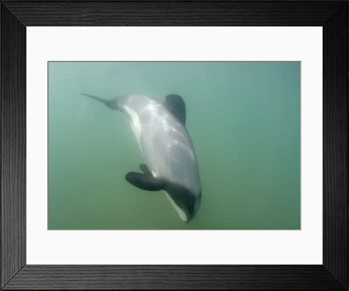 Framed Print : Hector's Dolphin - swimming in the ocean off the Catlins coast. This dolphin is endemic to New Zealand and threatened by fishing nets in which they often get caught. It is also the smallest of all dophins living in seawater Framed Print : Hector's Dolphin - swimming in the ocean off the Catlins coast. This dolphin is endemic to New Zealand and threatened by fishing nets in which they often get caught. It is also the smallest of all dophins living in seawater