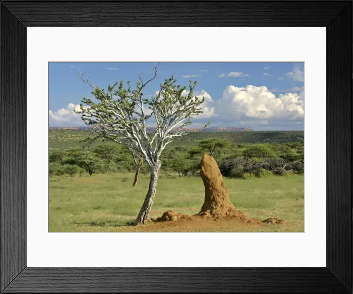 Framed Print : Savanna scenery with termite mounds and rock plateau in background Namibia, Africa Framed Print : Savanna scenery with termite mounds and rock plateau in background Namibia, Africa