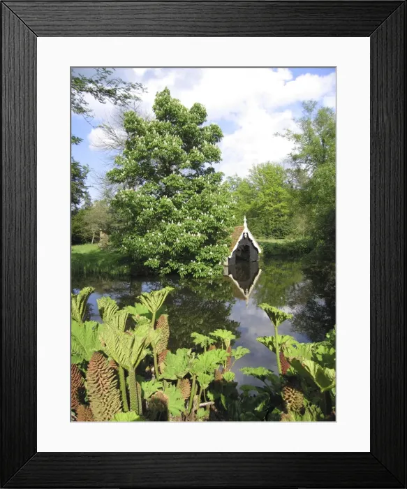 Framed Print : Horse Chestnut Tree - In flower, by pool and boat house. Gunnera in foreground Framed Print : Horse Chestnut Tree - In flower, by pool and boat house. Gunnera in foreground
