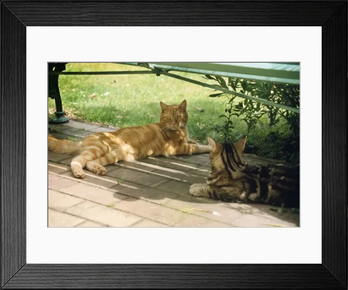 Framed Print : Cat - Ginger & Tabby under bench in the shade Framed Print : Cat - Ginger & Tabby under bench in the shade