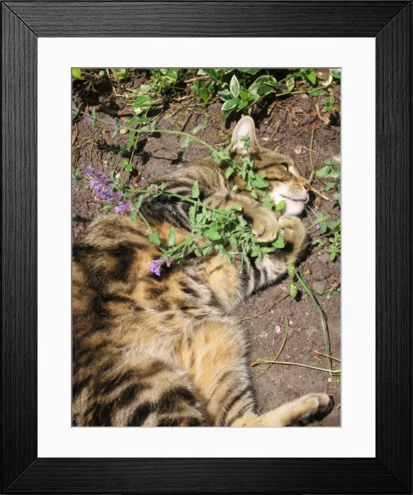 Framed Print : Cat male Tabby rolling ecstatically on cat-nip plants & appears quite intoxicated Framed Print : Cat male Tabby rolling ecstatically on cat-nip plants & appears quite intoxicated