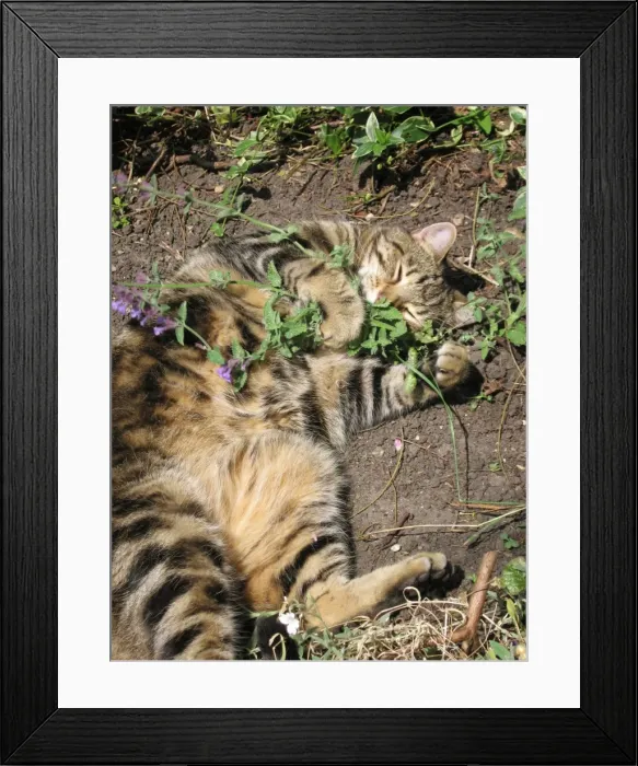 Framed Print : Cat - male Tabby rolling ecstatically on Cat-nip plants & appears quite intoxicated Framed Print : Cat - male Tabby rolling ecstatically on Cat-nip plants & appears quite intoxicated