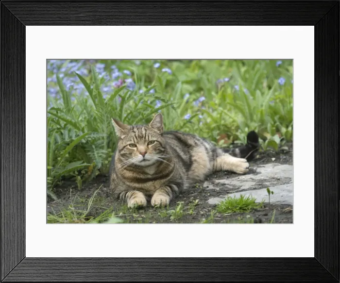 Framed Print : Cat - Tabby lying down in garden Framed Print : Cat - Tabby lying down in garden