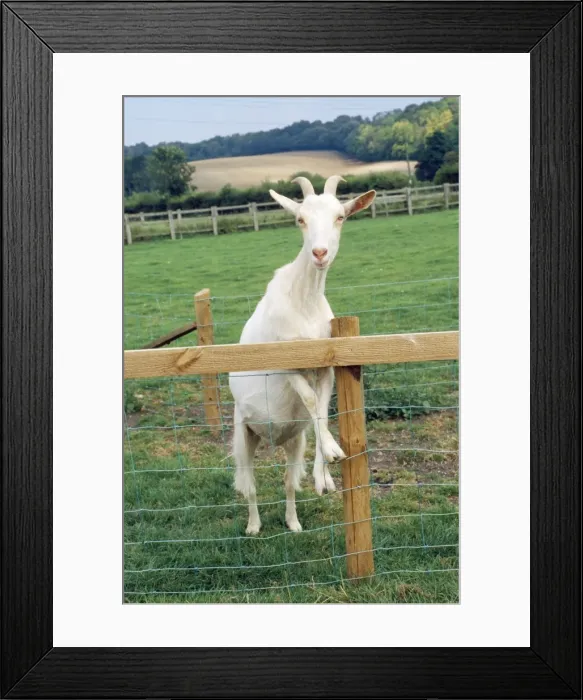 Framed Print : Goat - Saanen breed Framed Print : Goat - Saanen breed
