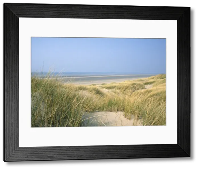 Framed Print : Marram Grass - & sand dunes Wales Framed Print : Marram Grass - & sand dunes Wales